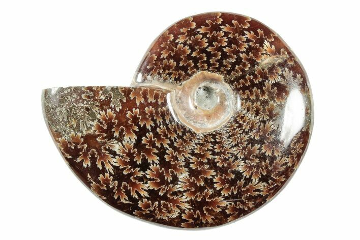 Polished Ammonite (Cleoniceras) Fossil - Madagascar #339189